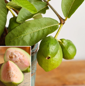 Guava Tree ‘Ruby Supreme’ (Psidium guajava)